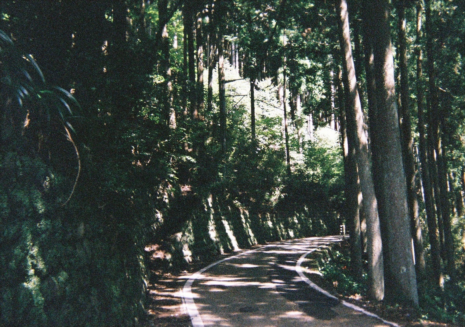 和歌山_熊野古道